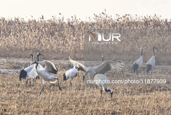 Red-crowned cranes spend the winter in the Wetland Rare Birds National Nature Reserve in Yancheng, China, on December 17, 2024. 