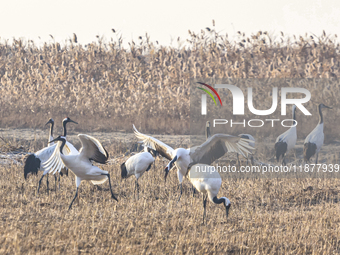 Red-crowned cranes spend the winter in the Wetland Rare Birds National Nature Reserve in Yancheng, China, on December 17, 2024. (