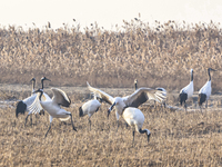 Red-crowned cranes spend the winter in the Wetland Rare Birds National Nature Reserve in Yancheng, China, on December 17, 2024. (