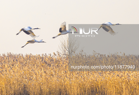 Red-crowned cranes spend the winter in the Wetland Rare Birds National Nature Reserve in Yancheng, China, on December 17, 2024. 