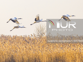 Red-crowned cranes spend the winter in the Wetland Rare Birds National Nature Reserve in Yancheng, China, on December 17, 2024. (