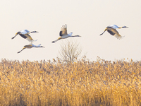 Red-crowned cranes spend the winter in the Wetland Rare Birds National Nature Reserve in Yancheng, China, on December 17, 2024. (