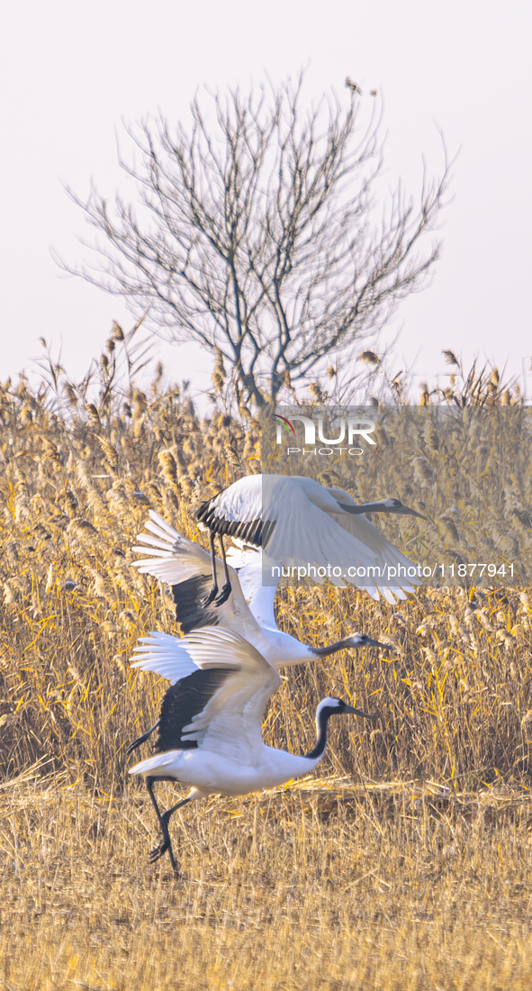 Red-crowned cranes spend the winter in the Wetland Rare Birds National Nature Reserve in Yancheng, China, on December 17, 2024. 