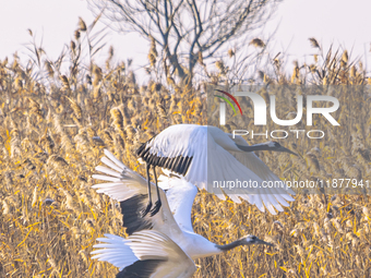 Red-crowned cranes spend the winter in the Wetland Rare Birds National Nature Reserve in Yancheng, China, on December 17, 2024. (