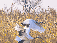 Red-crowned cranes spend the winter in the Wetland Rare Birds National Nature Reserve in Yancheng, China, on December 17, 2024. (