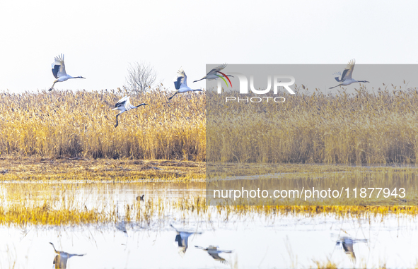 Red-crowned cranes spend the winter in the Wetland Rare Birds National Nature Reserve in Yancheng, China, on December 17, 2024. 