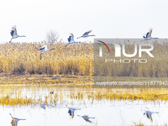 Red-crowned cranes spend the winter in the Wetland Rare Birds National Nature Reserve in Yancheng, China, on December 17, 2024. (