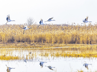 Red-crowned cranes spend the winter in the Wetland Rare Birds National Nature Reserve in Yancheng, China, on December 17, 2024. (