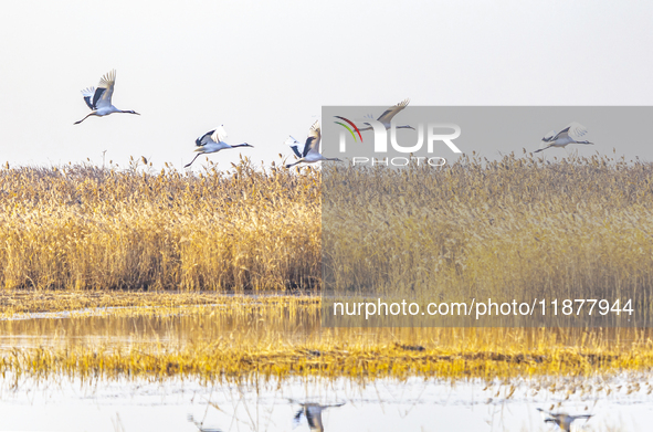 Red-crowned cranes spend the winter in the Wetland Rare Birds National Nature Reserve in Yancheng, China, on December 17, 2024. 