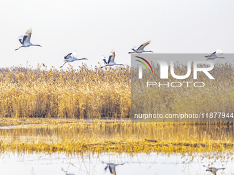 Red-crowned cranes spend the winter in the Wetland Rare Birds National Nature Reserve in Yancheng, China, on December 17, 2024. (