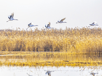 Red-crowned cranes spend the winter in the Wetland Rare Birds National Nature Reserve in Yancheng, China, on December 17, 2024. (