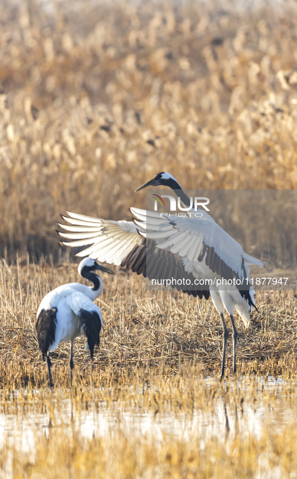 Red-crowned cranes spend the winter in the Wetland Rare Birds National Nature Reserve in Yancheng, China, on December 17, 2024. 