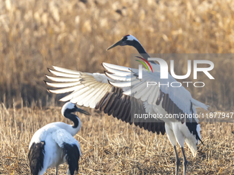 Red-crowned cranes spend the winter in the Wetland Rare Birds National Nature Reserve in Yancheng, China, on December 17, 2024. (