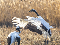 Red-crowned cranes spend the winter in the Wetland Rare Birds National Nature Reserve in Yancheng, China, on December 17, 2024. (