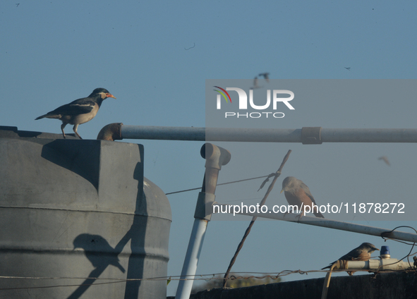 An Indian Pied Myna and Chestnut birds try to drink water from a water tank in Siliguri, India, on December 18, 2024. 