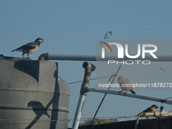 An Indian Pied Myna and Chestnut birds try to drink water from a water tank in Siliguri, India, on December 18, 2024. (