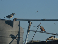 An Indian Pied Myna and Chestnut birds try to drink water from a water tank in Siliguri, India, on December 18, 2024. (