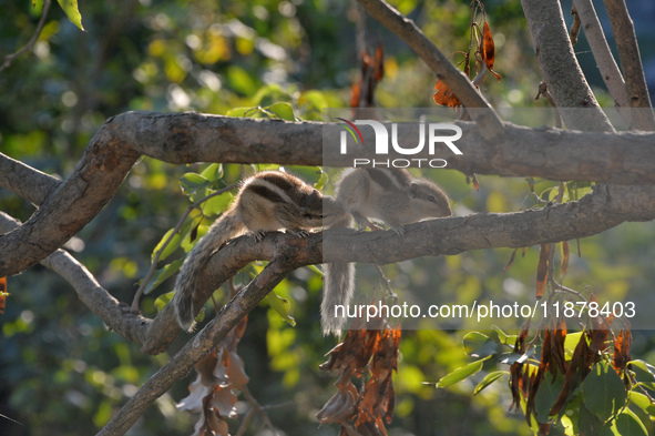 Two squirrels mate on a tree branch in Siliguri, India, on December 18, 2024. 