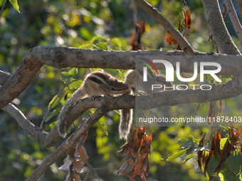 Two squirrels mate on a tree branch in Siliguri, India, on December 18, 2024. (