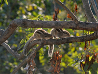 Two squirrels mate on a tree branch in Siliguri, India, on December 18, 2024. (