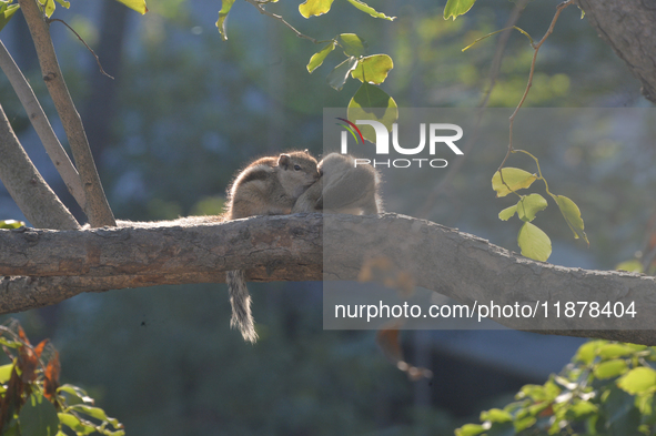 Two squirrels mate on a tree branch in Siliguri, India, on December 18, 2024. 