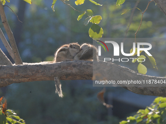 Two squirrels mate on a tree branch in Siliguri, India, on December 18, 2024. (