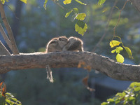 Two squirrels mate on a tree branch in Siliguri, India, on December 18, 2024. (