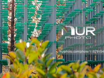 More than 30,000 green plastic beer bottles form a ''beer jungle'' by Tangdao Bay in the West Coast New District of Qingdao, Shandong provin...