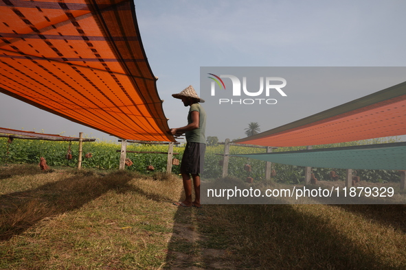 A weaver arranges a saree, a traditional cloth used for women's clothing, as it hangs out to dry after weaving it at a workshop in Santipur...