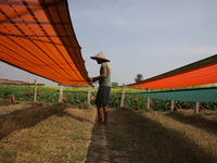 A weaver arranges a saree, a traditional cloth used for women's clothing, as it hangs out to dry after weaving it at a workshop in Santipur...