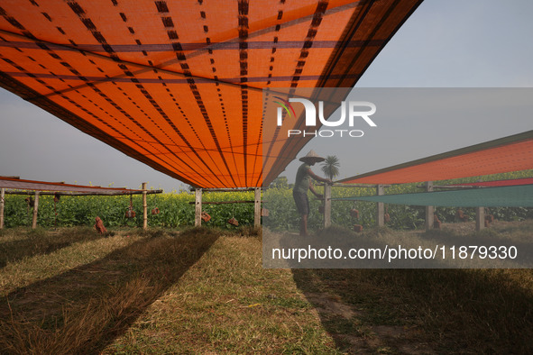 A weaver arranges a saree, a traditional cloth used for women's clothing, as it hangs out to dry after weaving it at a workshop in Santipur...