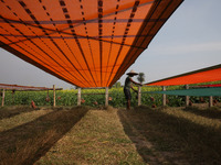 A weaver arranges a saree, a traditional cloth used for women's clothing, as it hangs out to dry after weaving it at a workshop in Santipur...