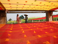 Weavers arrange a saree, a traditional cloth used for women's clothing, as it hangs out to dry after being woven at a workshop in Santipur t...