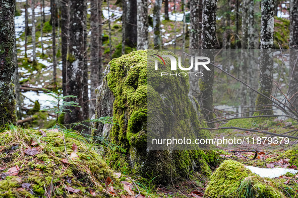 A moss-covered tree stump is in the forest near Lake Eibsee in the Wetterstein Mountains, Grainau, Bavaria, Germany, on January 27, 2024. 