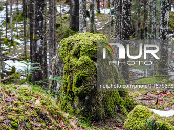 A moss-covered tree stump is in the forest near Lake Eibsee in the Wetterstein Mountains, Grainau, Bavaria, Germany, on January 27, 2024. (