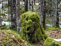 A moss-covered tree stump is in the forest near Lake Eibsee in the Wetterstein Mountains, Grainau, Bavaria, Germany, on January 27, 2024. (