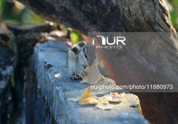 A squirrel eats chapati that is given on a wall near a tree in Siliguri, India, on December 19, 2024. 