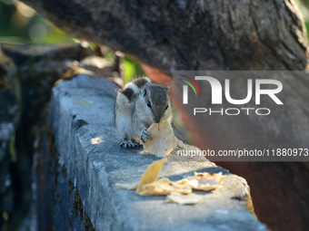 A squirrel eats chapati that is given on a wall near a tree in Siliguri, India, on December 19, 2024. (