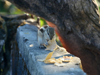 A squirrel eats chapati that is given on a wall near a tree in Siliguri, India, on December 19, 2024. (