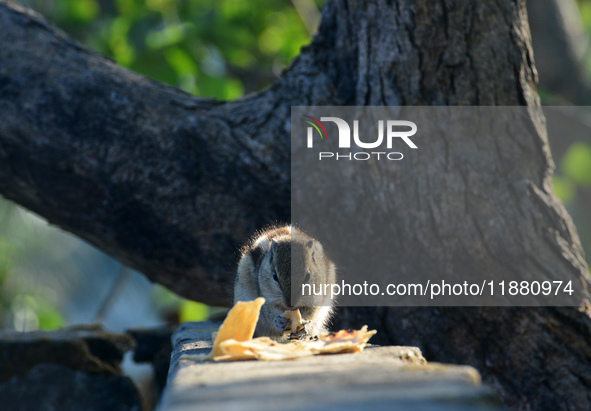 A squirrel eats chapati that is given on a wall near a tree in Siliguri, India, on December 19, 2024. 