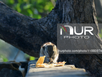 A squirrel eats chapati that is given on a wall near a tree in Siliguri, India, on December 19, 2024. (