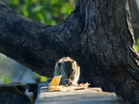 A squirrel eats chapati that is given on a wall near a tree in Siliguri, India, on December 19, 2024. (