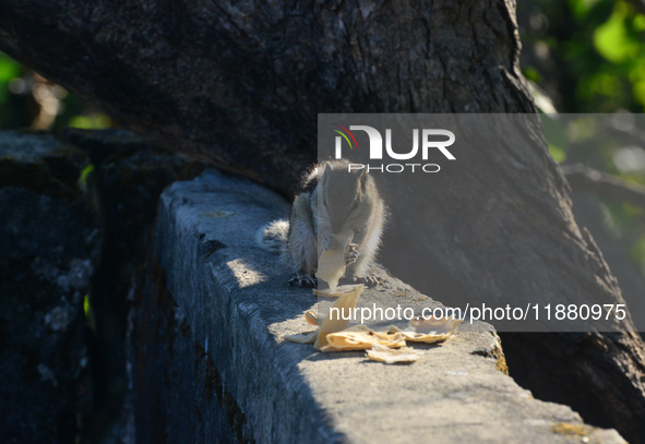 A squirrel eats chapati that is given on a wall near a tree in Siliguri, India, on December 19, 2024. 