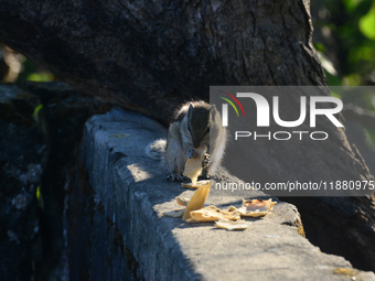 A squirrel eats chapati that is given on a wall near a tree in Siliguri, India, on December 19, 2024. (