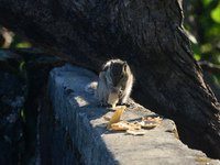 A squirrel eats chapati that is given on a wall near a tree in Siliguri, India, on December 19, 2024. (