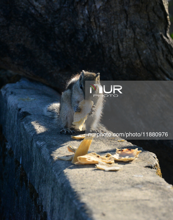 A squirrel eats chapati that is given on a wall near a tree in Siliguri, India, on December 19, 2024. 