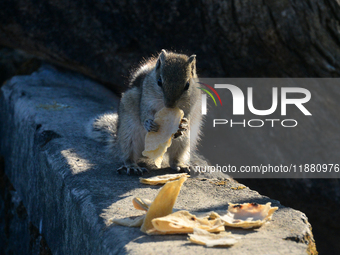 A squirrel eats chapati that is given on a wall near a tree in Siliguri, India, on December 19, 2024. (