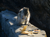 A squirrel eats chapati that is given on a wall near a tree in Siliguri, India, on December 19, 2024. (