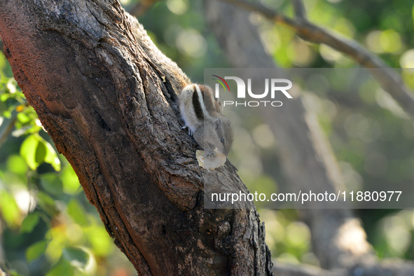 A squirrel eats chapati that is given on a wall near a tree in Siliguri, India, on December 19, 2024. 