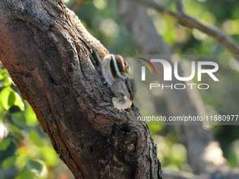 A squirrel eats chapati that is given on a wall near a tree in Siliguri, India, on December 19, 2024. (